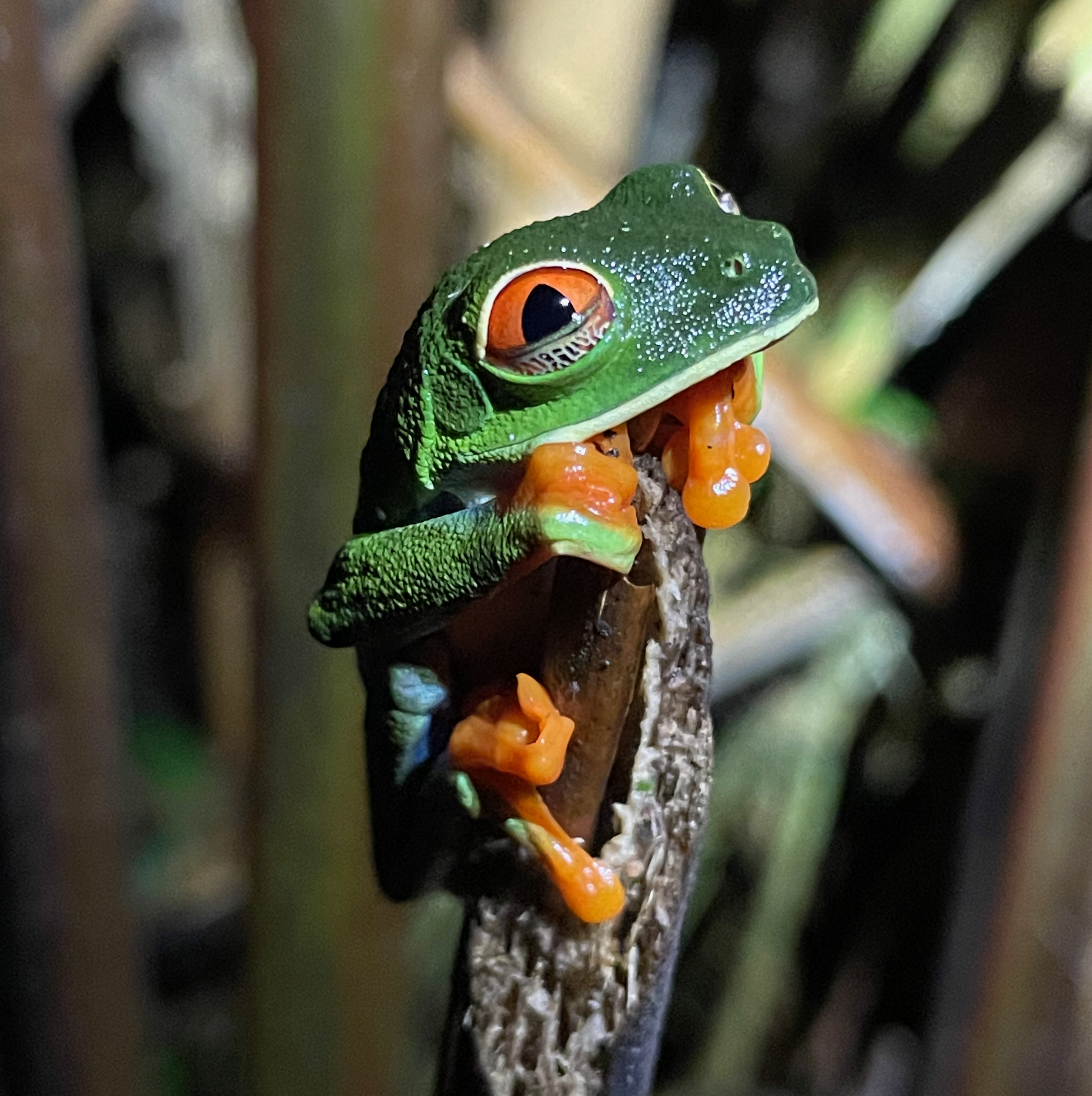 Red-eyed tree frog