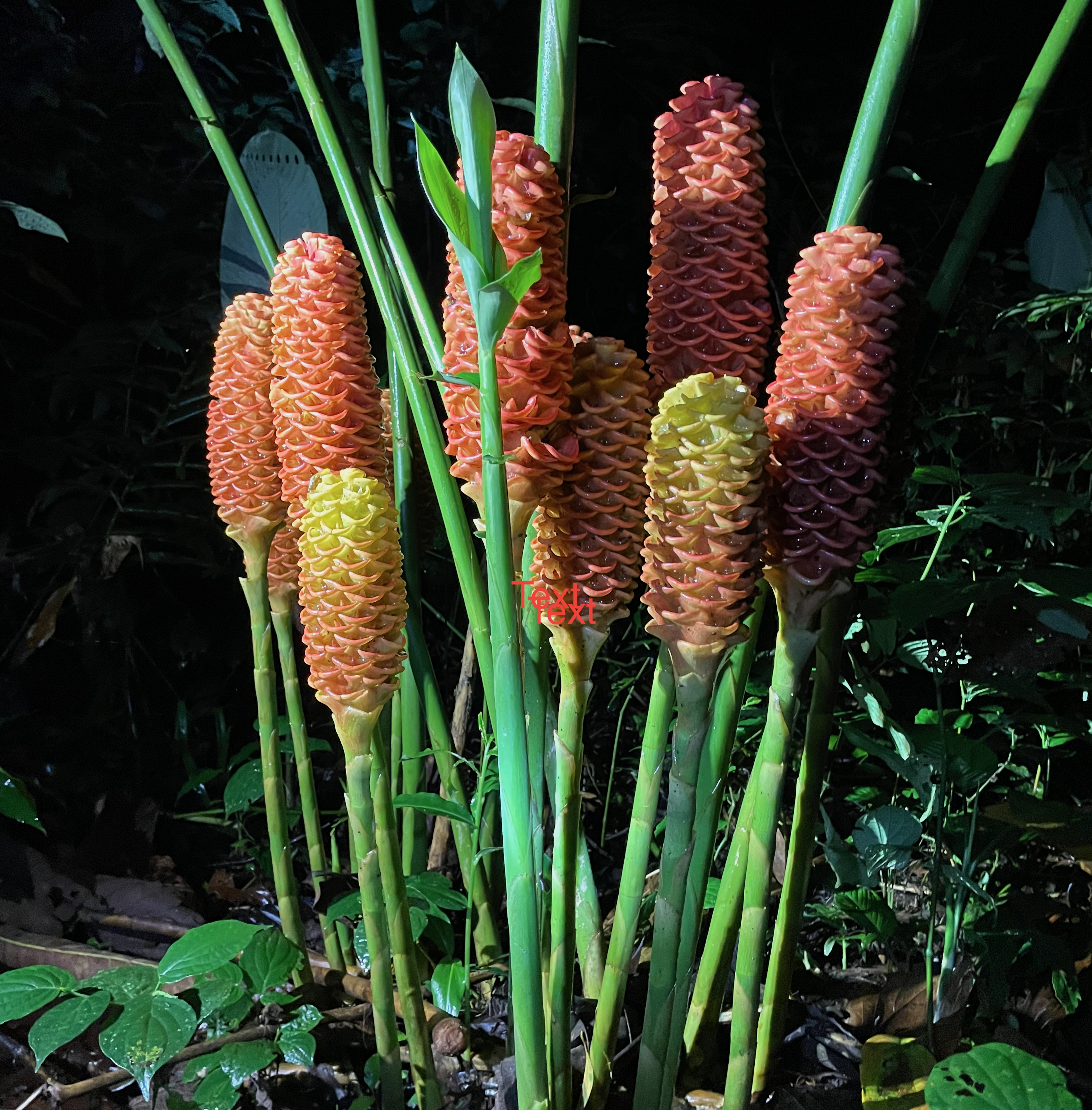 Tropical plant with red flowers